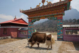 Nicest looking Yak I ever saw