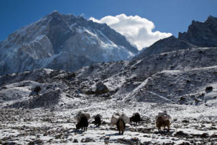 Yaks in front of the Marble Wall of Nuptse