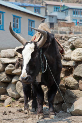 Yak